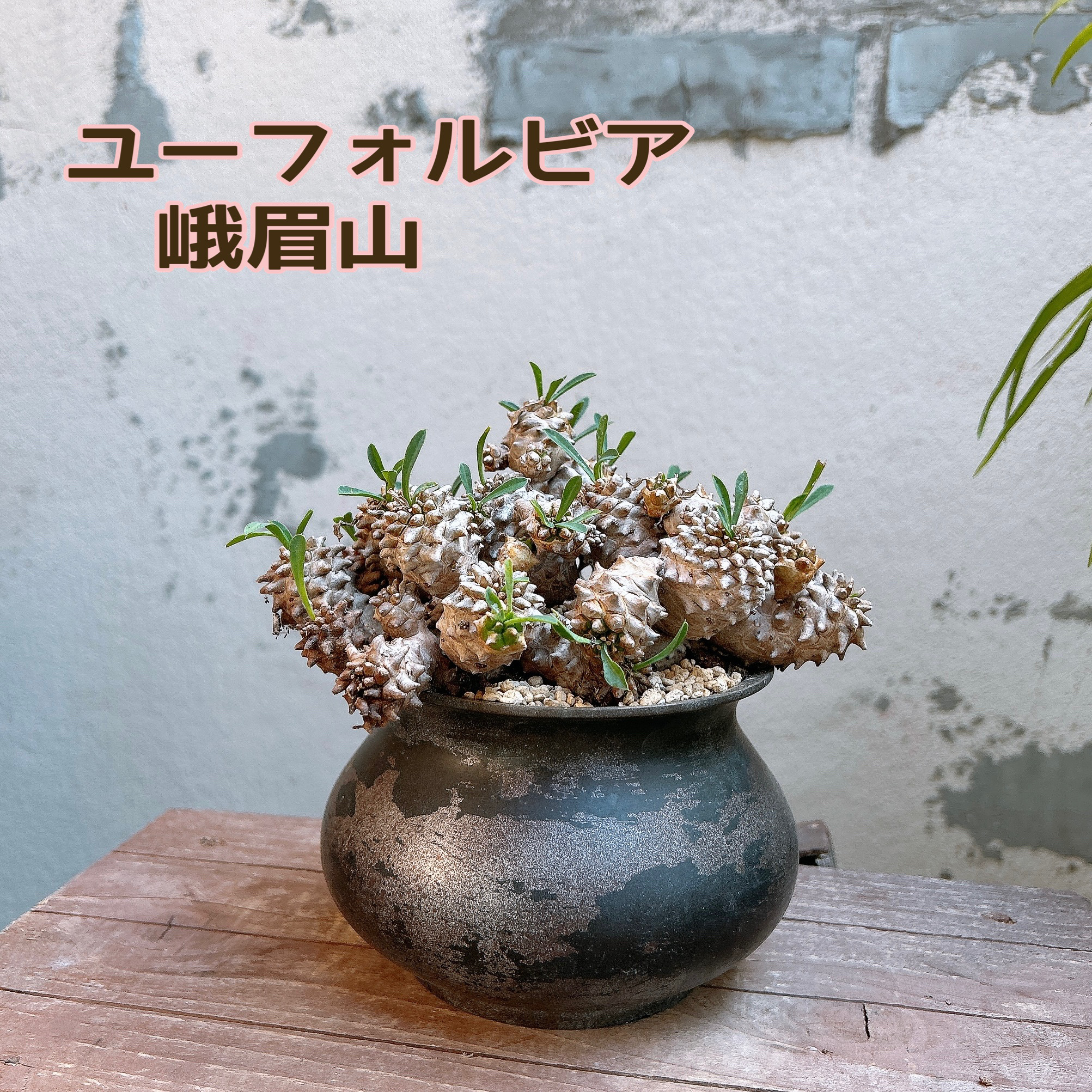 ユーフォルビア 峨眉山 群生 Euphorbia collection 多肉植物 Re 