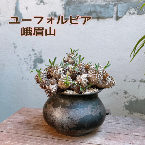 ユーフォルビア 峨眉山 群生 Euphorbia collection 多肉植物 Re