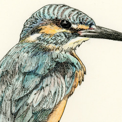 （チャリティー）カワセミ原画 2枚目の画像