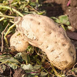 防災に　レトルト野菜 もうゆでちゃった 黄金のさつまいも 200g×4袋 サステナブル 北海道 時短 非常食 無添加 6枚目の画像