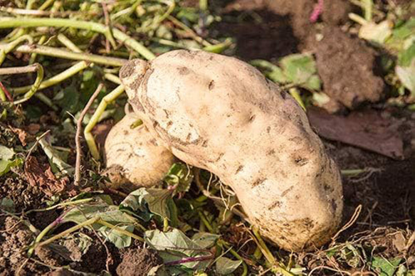 防災に　レトルト野菜 もうゆでちゃった 黄金のさつまいも 200g×4袋 サステナブル 北海道 時短 非常食 無添加 6枚目の画像