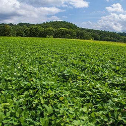 防災に　レトルト野菜 もうゆでちゃった 黄金のさつまいも 200g×4袋 サステナブル 北海道 時短 非常食 無添加 7枚目の画像