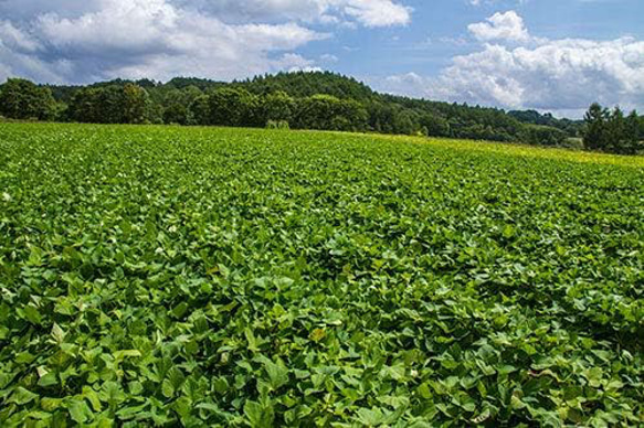 防災に　レトルト野菜 もうゆでちゃった 黄金のさつまいも 200g×4袋 サステナブル 北海道 時短 非常食 無添加 7枚目の画像