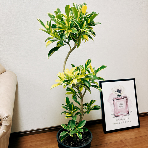 現品］【希少】ファグラエアベルテロアナバリエガータ 曲がり 黄斑入り