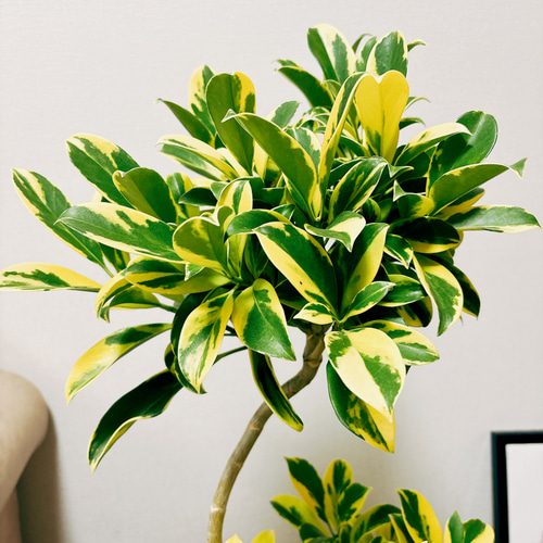 現品］【希少】ファグラエアベルテロアナバリエガータ 曲がり 黄斑入り