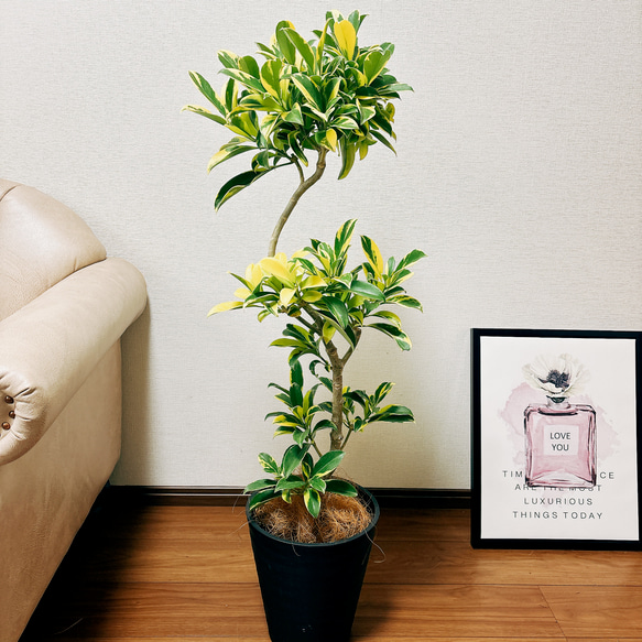 現品］【希少】ファグラエアベルテロアナバリエガータ 曲がり 黄斑入り