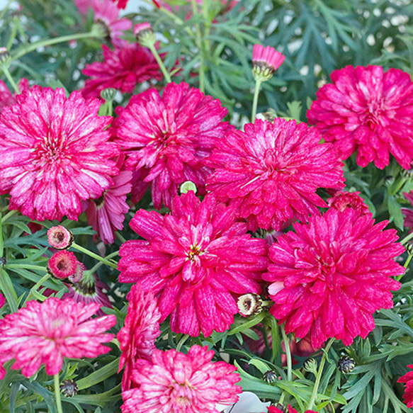 花苗 PW 八重咲き マーガレット フランボワーズスフレ 3.5号 多年草