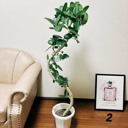 現品］9番 フィカス ベンガレンシス 曲がり 8号 観葉植物 室内
