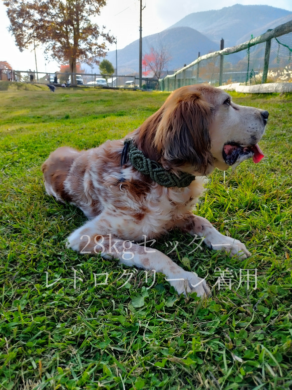 ボヘミアンな中型犬・大型犬向け幅広め4.5㎝ハーフチョーク【Macrame 4.5】ストッパー付き❁全８色より 10枚目の画像