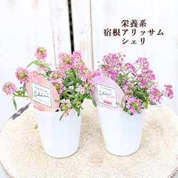 花苗 宿根 キンギョソウ シルバーピンク 2.5号ポット 四季咲き