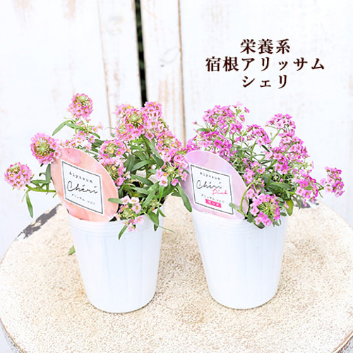 専用 KA27♥フェデネージュ クリームピンク♥花苗ポットごと 花苗