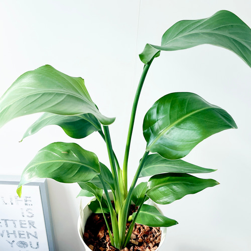 107 ストレリチア オーガスタ 2株植え 観葉植物 室内 その他インテリア