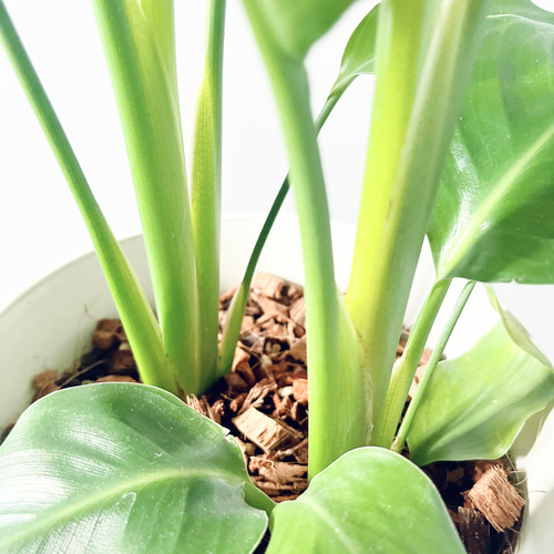107 ストレリチア オーガスタ 2株植え 観葉植物 室内 その他インテリア