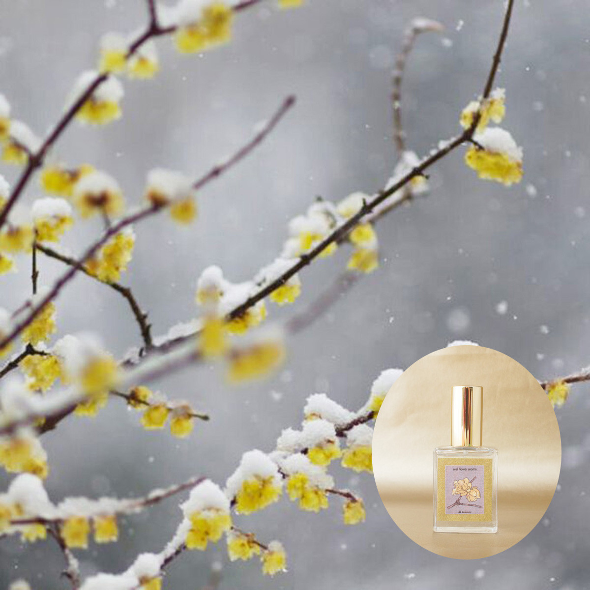 【再販】リアル蝋梅（ロウバイ）ノ香　15ml　１月の花アロマ　生花の香りの再現　生花のミストスプレー　ファブリックミスト