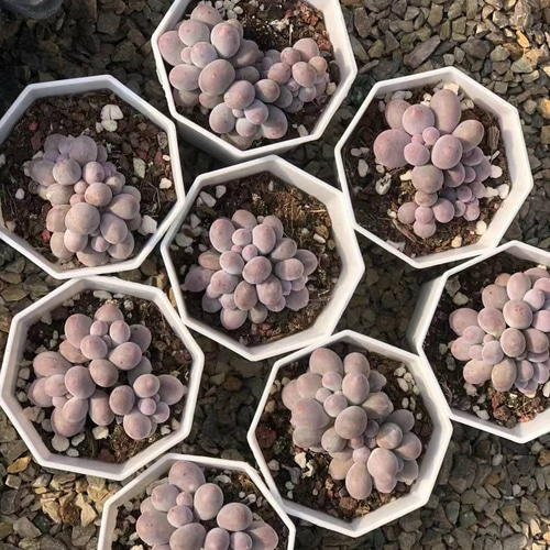 多肉植物 ぷくぷく系 ブルーベリー団子チーズ 2頭 4cm 抜き苗 1株 多肉