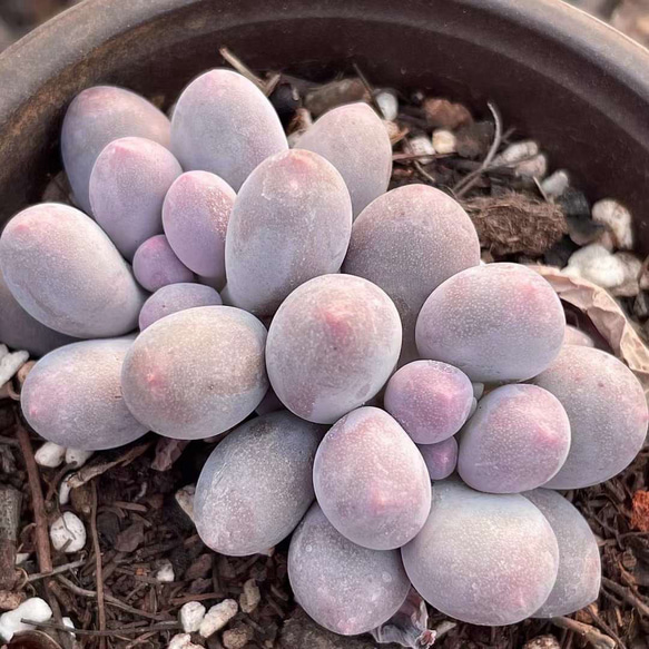 多肉植物 ❤️ フルルックス❤️1頭10cm!抜き苗4年生！ 多肉植物 ❤️ フルルックス❤️1頭10cm!抜き苗4年生！