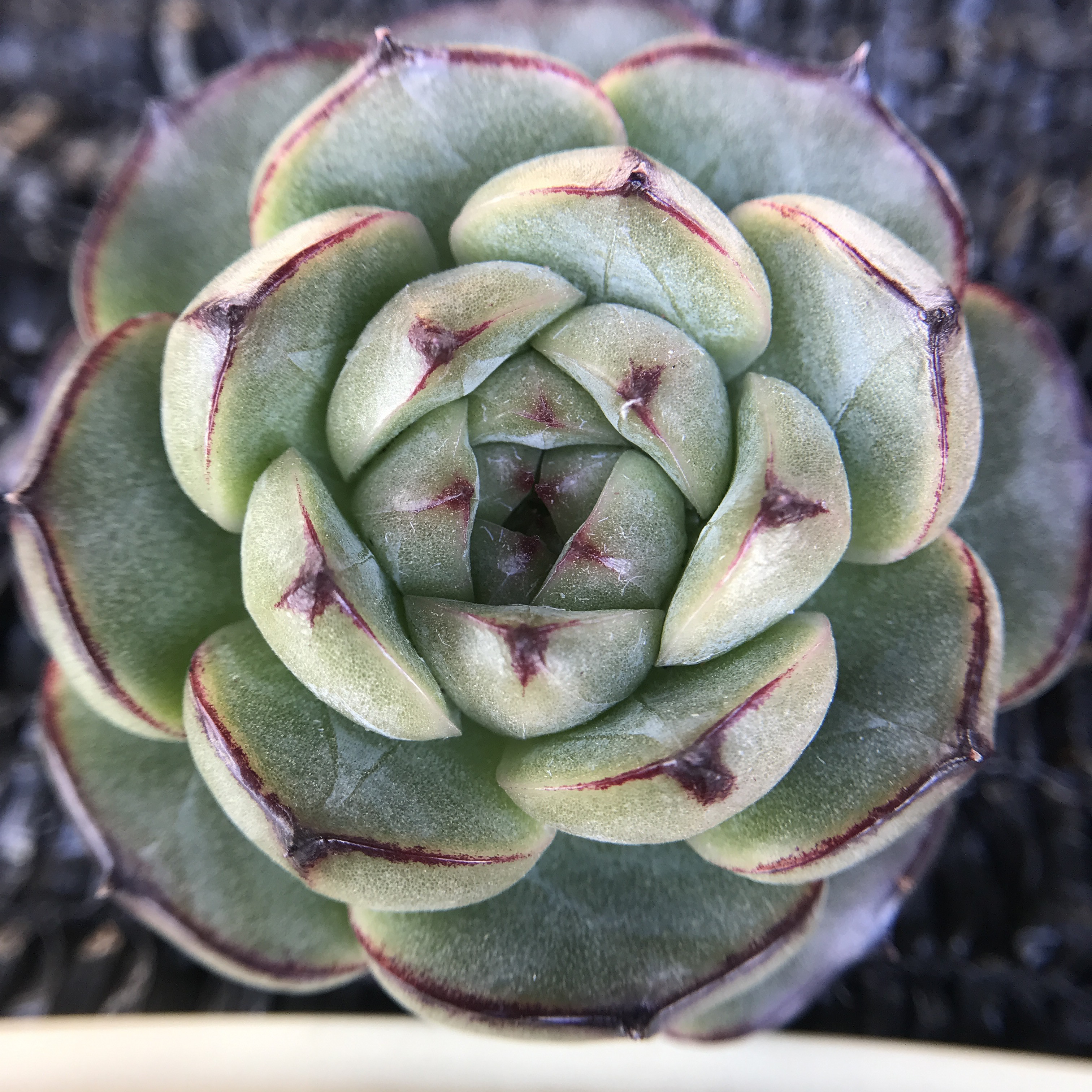 抜き苗✨毒りんご♥️ 【公式通販】