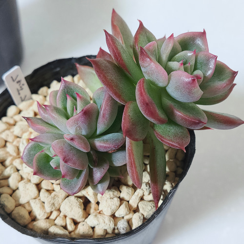 15#多肉植物アエオニウム錦❤️雪姫錦❤️1大頭8-10cm拔き苗