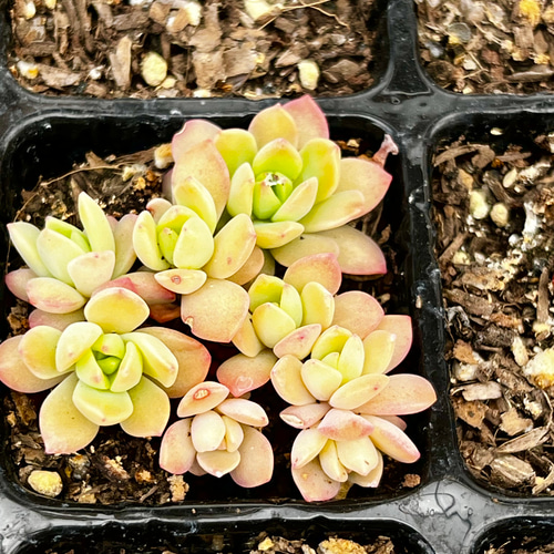 【マッコス2苗＆秀麗＆セダム】初心者様オススメ♡ マッコス2苗＆秀麗＆セダム】初心者様オススメ♡ マッコス2苗＆秀麗