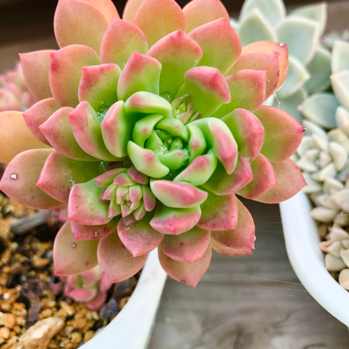 紅葉が可愛いマッコス！＊多肉植物＊抜き苗 多肉植物 ＊N＊ 通販