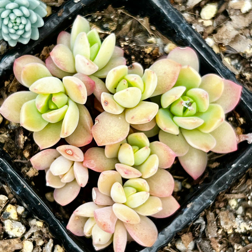 紅葉が可愛いマッコス！＊多肉植物＊抜き苗 多肉植物 ＊N＊ 通販