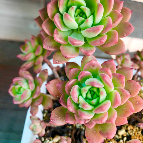 紅葉が可愛いマッコス！＊多肉植物＊抜き苗 多肉植物 ＊N＊ 通販