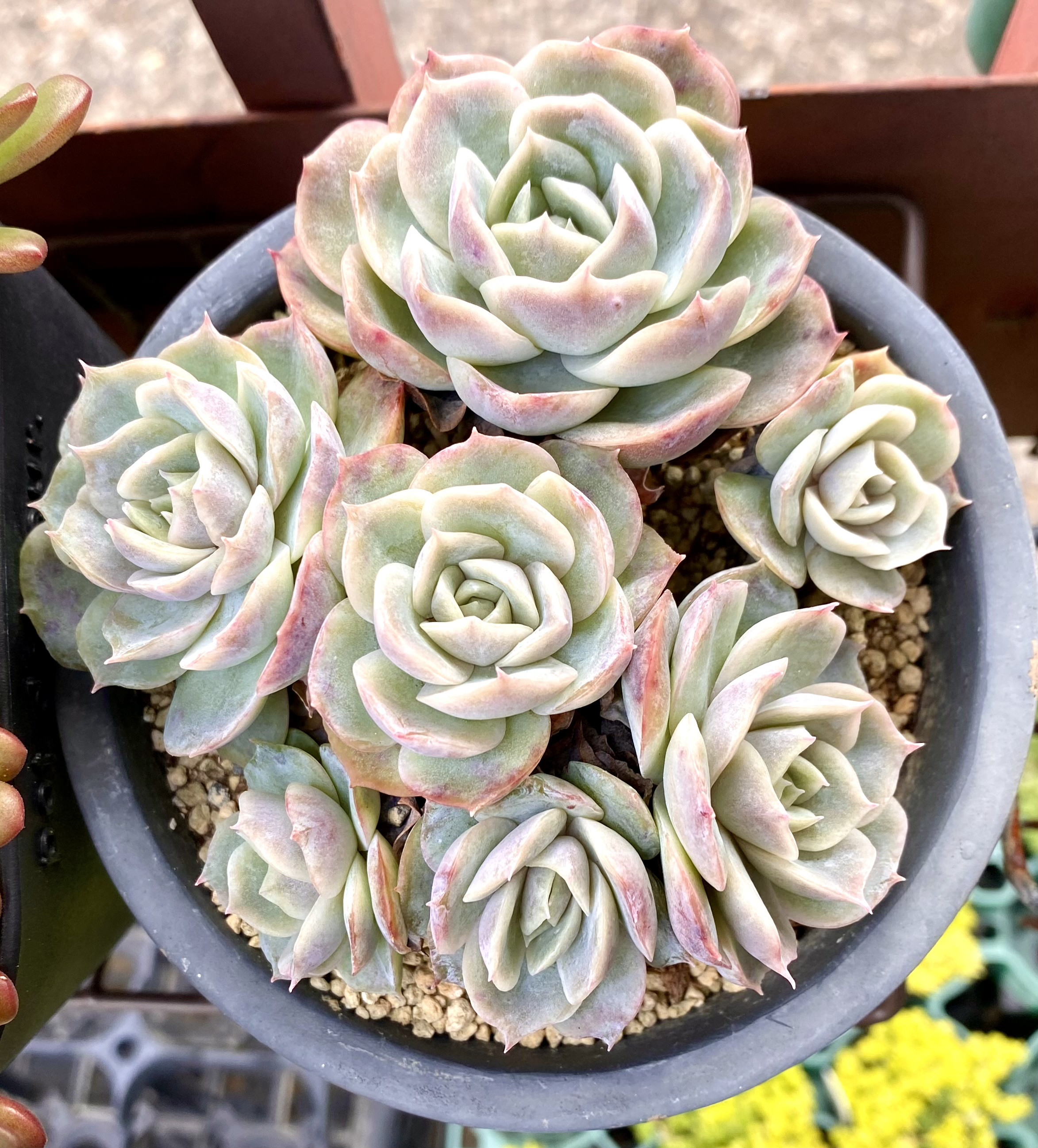 その他多肉植物 Natural ジョセリン 大株群生 現品 多肉植物 多肉植物 プクニク 通販