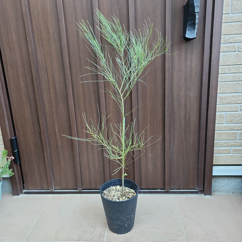 パールアカシア　テラコッタ鉢植え　苗　苗木　シンボルツリー パールアカシア テラコッタ鉢植え 苗 苗木 シンボルツリー 可愛い