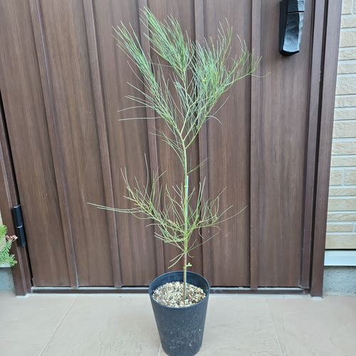 アカシア オールリーフワトル 鉢植え ミモザ苗 オージープランツ