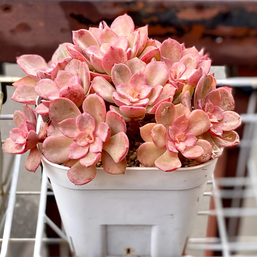 ノーベル 大株群生 現品 多肉植物 多肉植物 プクニク 通販 17119347