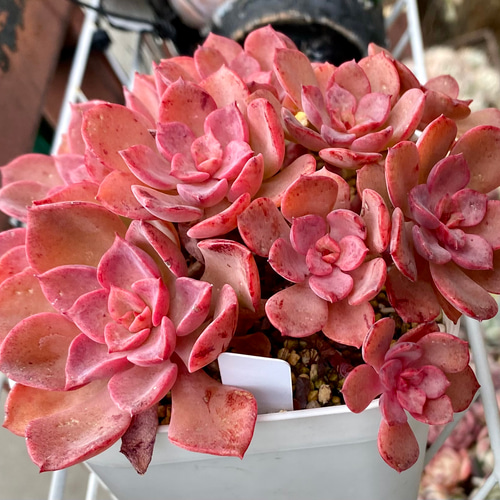 ノーベル 大株群生 現品 多肉植物 多肉植物 プクニク 通販 17119347