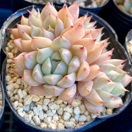 ティッピー 小株群生 韓国苗 エケベリア 多肉植物 多肉植物 プクニク