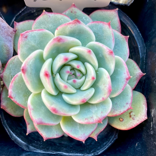 ブロードドロップ 韓国苗 エケベリア 多肉植物 多肉植物 プクニク 通販