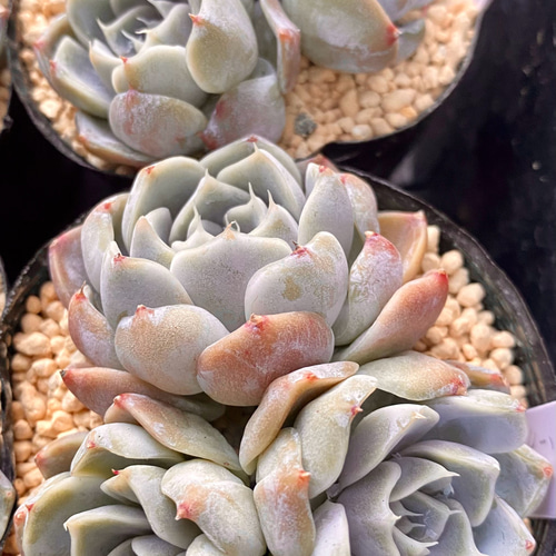 タイニーバーガー 群生 韓国苗 エケベリア 多肉植物 多肉植物 プクニク