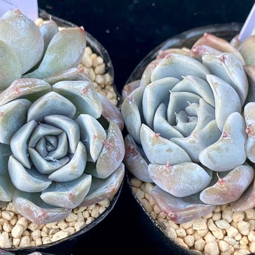 タイニーバーガー 群生 韓国苗 エケベリア 多肉植物 多肉植物 プクニク