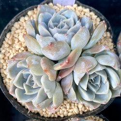 タイニーバーガー 群生 韓国苗 エケベリア 多肉植物 多肉植物 プクニク