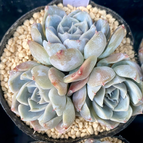 タイニーバーガー 群生 韓国苗 エケベリア 多肉植物 多肉植物 プクニク