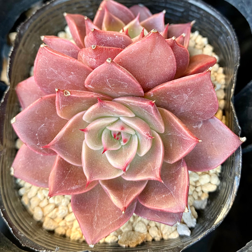 【新作！】エケべリア　韓国苗　レインハート（バンプ苗）　多肉植物 　s_6102 新作！】エケべリア 韓国苗 レインハート（バンプ苗） 多肉植物 s_6102