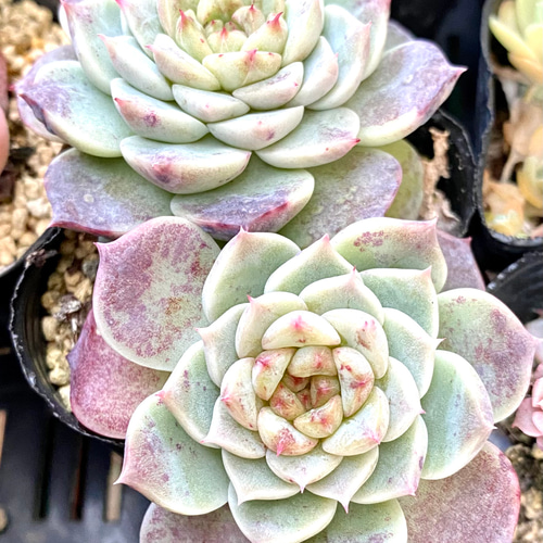 多肉植物　韓国苗　レッドグラス 多肉植物 韓国苗 レッドグラス 50d2c422f98274cec3c5bf8d00f5c8