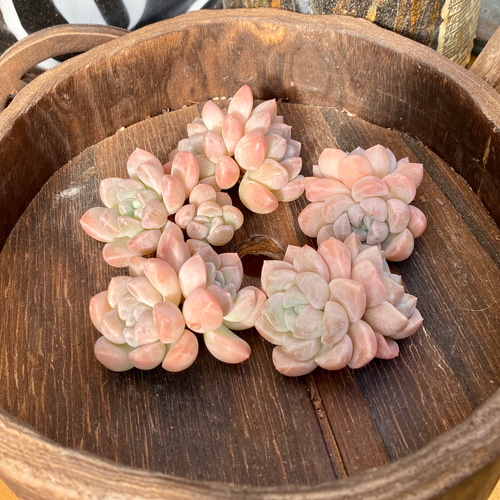 キャラメル 双頭 韓国苗 エケベリア 多肉植物 多肉植物 プクニク 通販