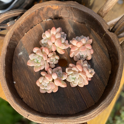 キャラメル 双頭 韓国苗 エケベリア 多肉植物 多肉植物 プクニク 通販