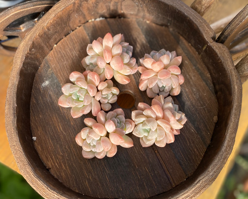 キャラメル 双頭 韓国苗 エケベリア 多肉植物 多肉植物 プクニク 通販