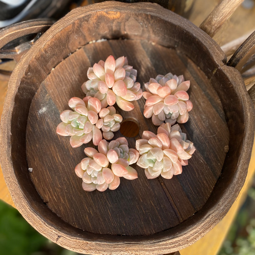 銀*丞様 R562　玉葉（たまば）　土鉢付き　23鉢　多肉 エケベリア 韓国苗 銀*丞様 R562 玉葉（たまば） 土鉢付き 23鉢 多肉 エケベリア