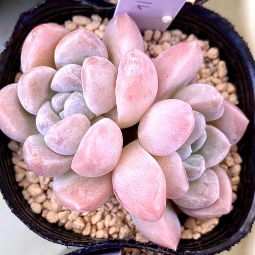 キャラメル 双頭 韓国苗 エケベリア 多肉植物 多肉植物 プクニク 通販