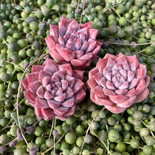 ドラゴンアーティクル 韓国苗 エケベリア 多肉植物 多肉植物 プクニク 