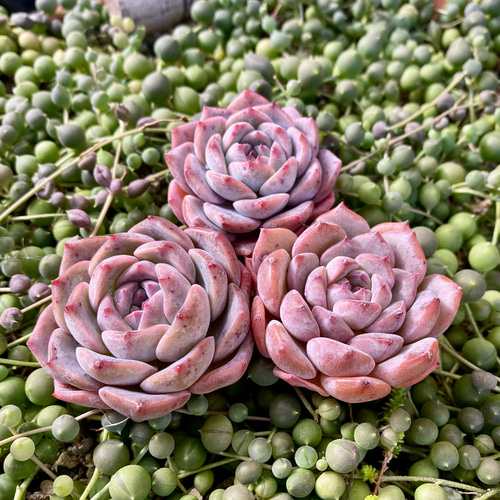 【新入荷】エケベリア　韓国苗　パープルスプリングドリーム　超特大　多肉植物 新入荷｜送料込】エケベリア 韓国苗 超大苗 パープルスプリング