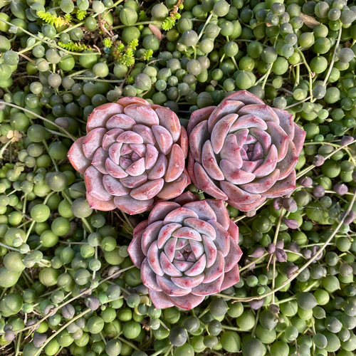 ウェルスドリーム 韓国苗 エケベリア 多肉植物 多肉植物 プクニク 通販