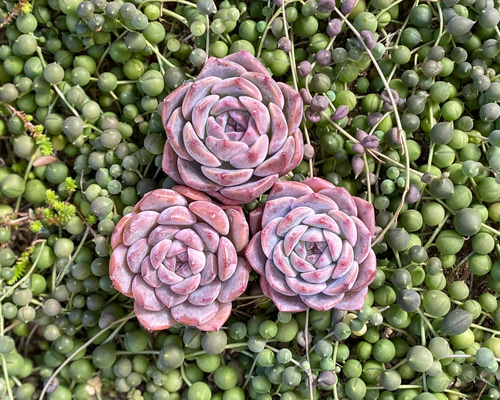 専用です　　GWセール　多肉植物　プリズム　韓国苗 プリズム】エケベリア プリズム 多肉植物 多肉 | Emily 多肉植物の販売