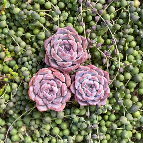 ウェルスドリーム 韓国苗 エケベリア 多肉植物 多肉植物 プクニク 通販