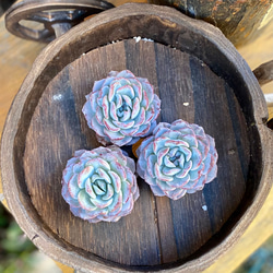 スノーフェイス 韓国苗 エケベリア 多肉植物 多肉植物 プクニク 通販